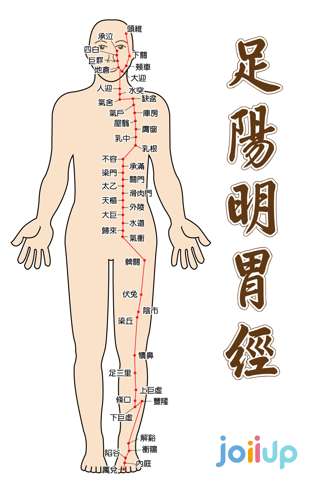 胃经络图6条的走向图片