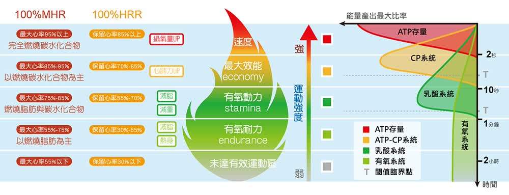 運動強度與能量系統